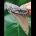 8.9 cm sharp tooth of the Megalodon