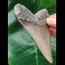 8.9 cm sharp tooth of the Megalodon