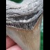8.9 cm sharp tooth of the Megalodon