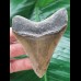 8,4 cm scharfer Zahn des Megalodon