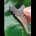 6,4 cm grauer Zahn des Megalodon