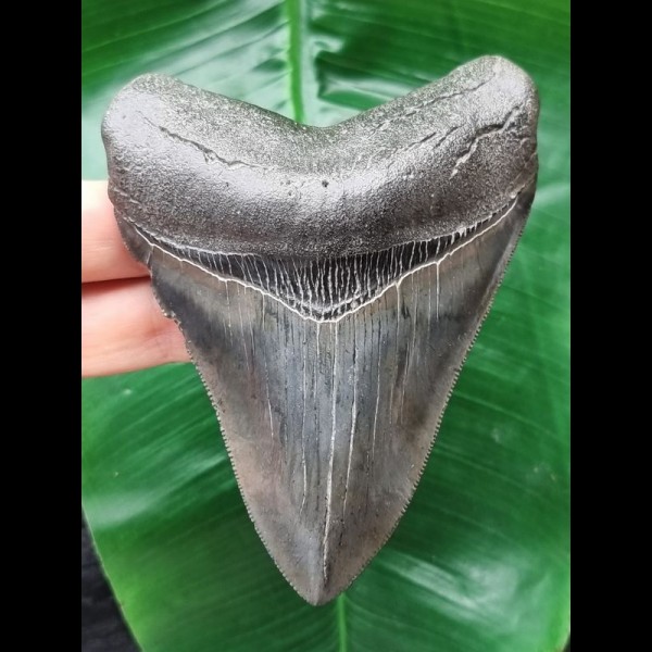 11.3 cm dark tooth of the Megalodon