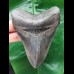 11.3 cm dark tooth of the Megalodon