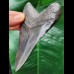 11.3 cm dark tooth of the Megalodon