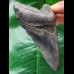 11.3 cm dark tooth of the Megalodon