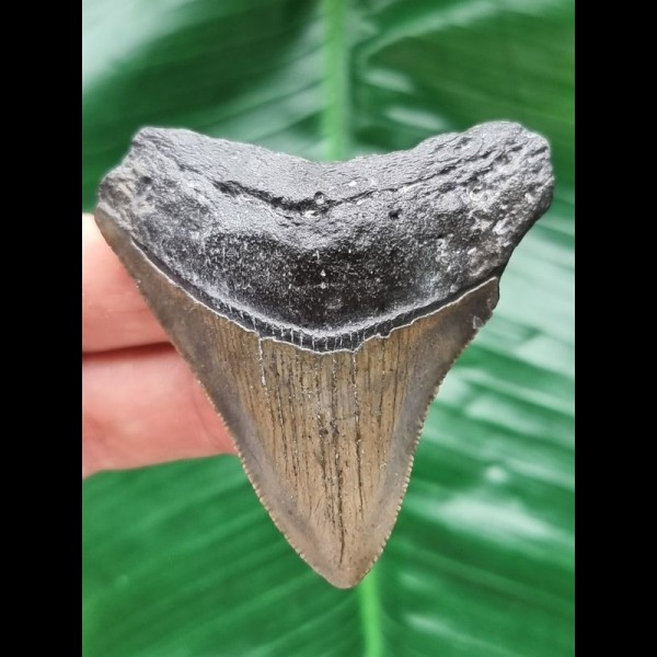 6.2 cm gray tooth of the Megalodon