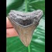 6.2 cm gray tooth of the Megalodon