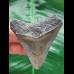 6.2 cm gray tooth of the Megalodon