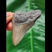 6.2 cm gray tooth of the Megalodon