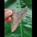 6.2 cm gray tooth of the Megalodon