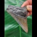 6.2 cm gray tooth of the Megalodon