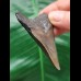 6.2 cm gray tooth of the Megalodon