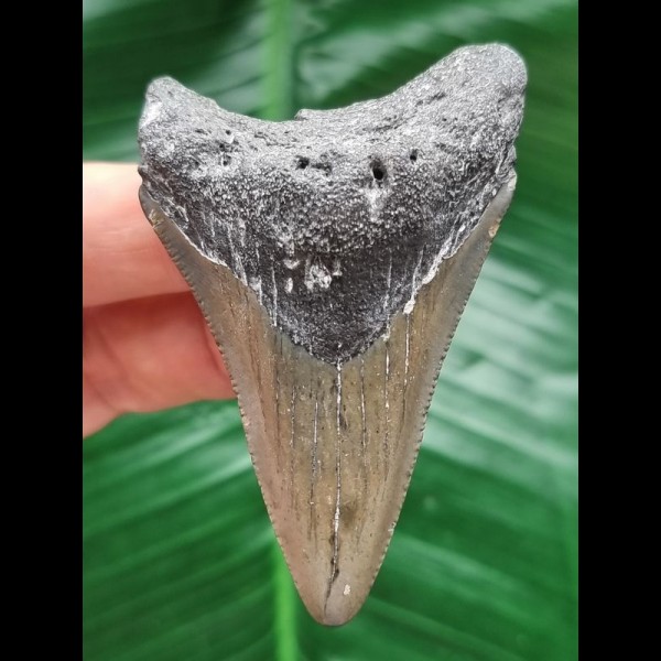 6.8 cm dagger-shaped tooth of the Megalodon