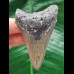 6.8 cm dagger-shaped tooth of the Megalodon