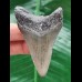 6.8 cm dagger-shaped tooth of the Megalodon