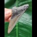 6.8 cm dagger-shaped tooth of the Megalodon