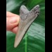 6.8 cm dagger-shaped tooth of the Megalodon