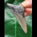 6.8 cm dagger-shaped tooth of the Megalodon