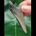 6.8 cm dagger-shaped tooth of the Megalodon