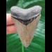 6,4 cm grauer Zahn des Megalodon mit schöner Bourelette