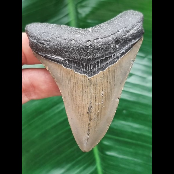 8,2 cm grauer Zahn des Megalodon