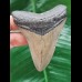 8,2 cm grauer Zahn des Megalodon