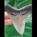 8,2 cm grauer Zahn des Megalodon
