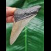 8,2 cm grauer Zahn des Megalodon