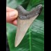 8,2 cm grauer Zahn des Megalodon