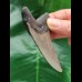 8,2 cm grauer Zahn des Megalodon