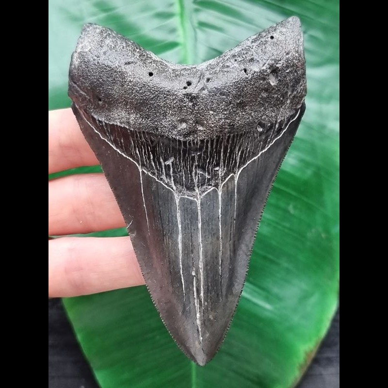 10.7 cm dark dagger-shaped tooth of the Megalodon [TZ4]