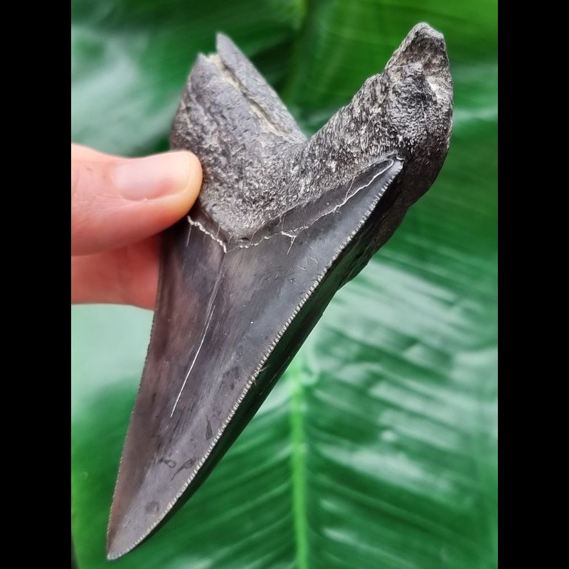 10.7 cm dark dagger-shaped tooth of the Megalodon [TZ4]