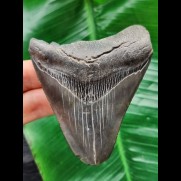 8,5 cm grauer Zahn des Megalodon