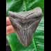 8,5 cm grauer Zahn des Megalodon