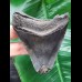 8,5 cm grauer Zahn des Megalodon