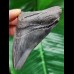 8,5 cm grauer Zahn des Megalodon
