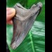 8,5 cm grauer Zahn des Megalodon