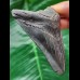 8,5 cm grauer Zahn des Megalodon