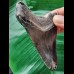 8,5 cm grauer Zahn des Megalodon