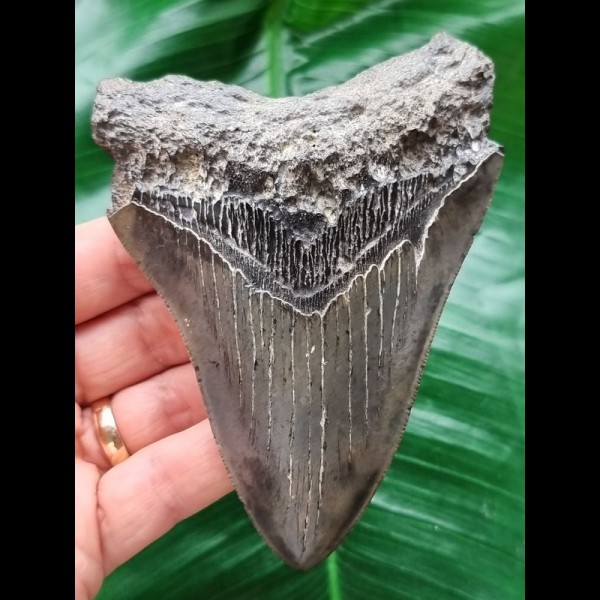 11.4 cm gray tooth of the Megalodon