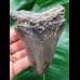 11.4 cm gray tooth of the Megalodon