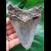 11.4 cm gray tooth of the Megalodon