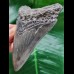 11.4 cm gray tooth of the Megalodon