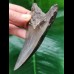 11.4 cm gray tooth of the Megalodon