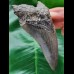 11.4 cm gray tooth of the Megalodon