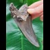 11.4 cm gray tooth of the Megalodon