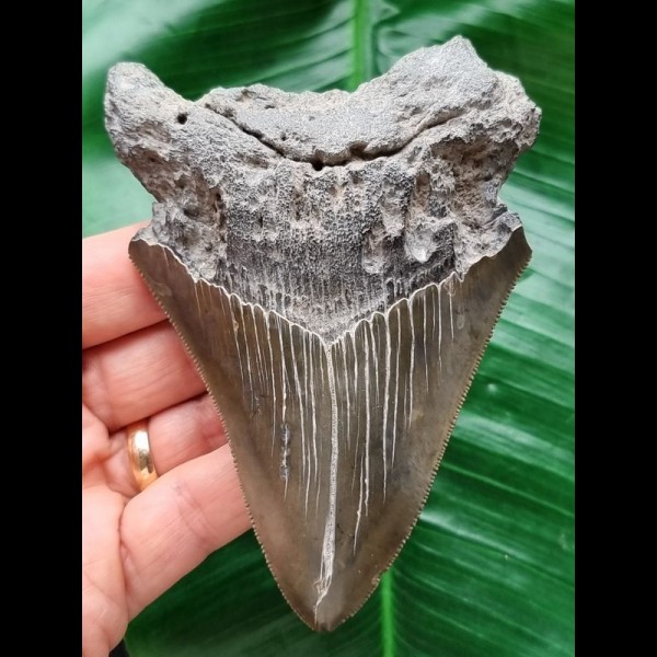 11,2 cm grauer Zahn des Megalodon 11,2 cm grauer Zahn des Megalodon