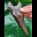 11,2 cm grauer Zahn des Megalodon 11,2 cm grauer Zahn des Megalodon
