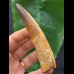 10.1 cm narrow tooth of Spinosaurus