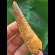 7,3 cm heller brauner Zahn des Spinosaurus